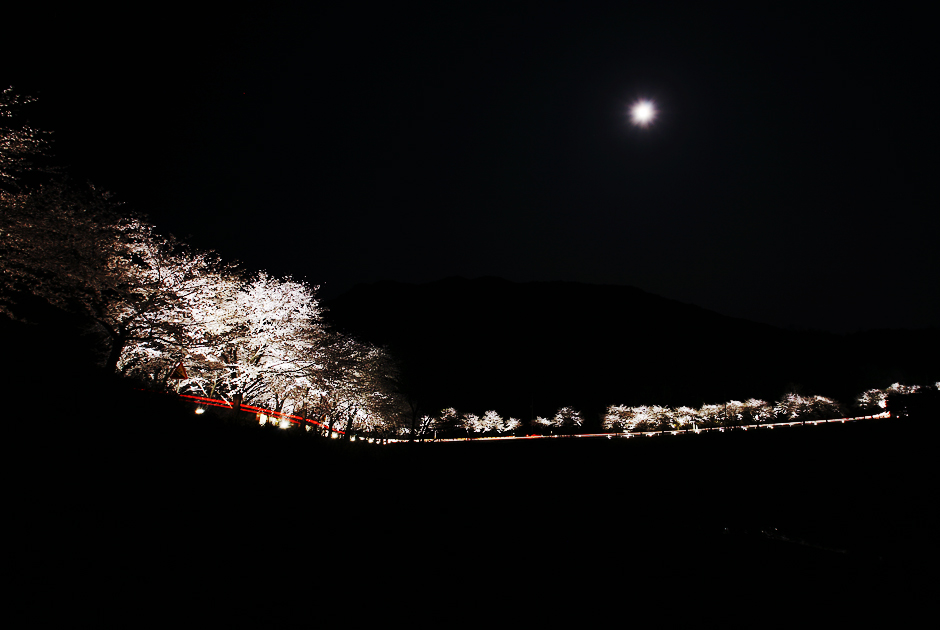 야간 벚꽃길2