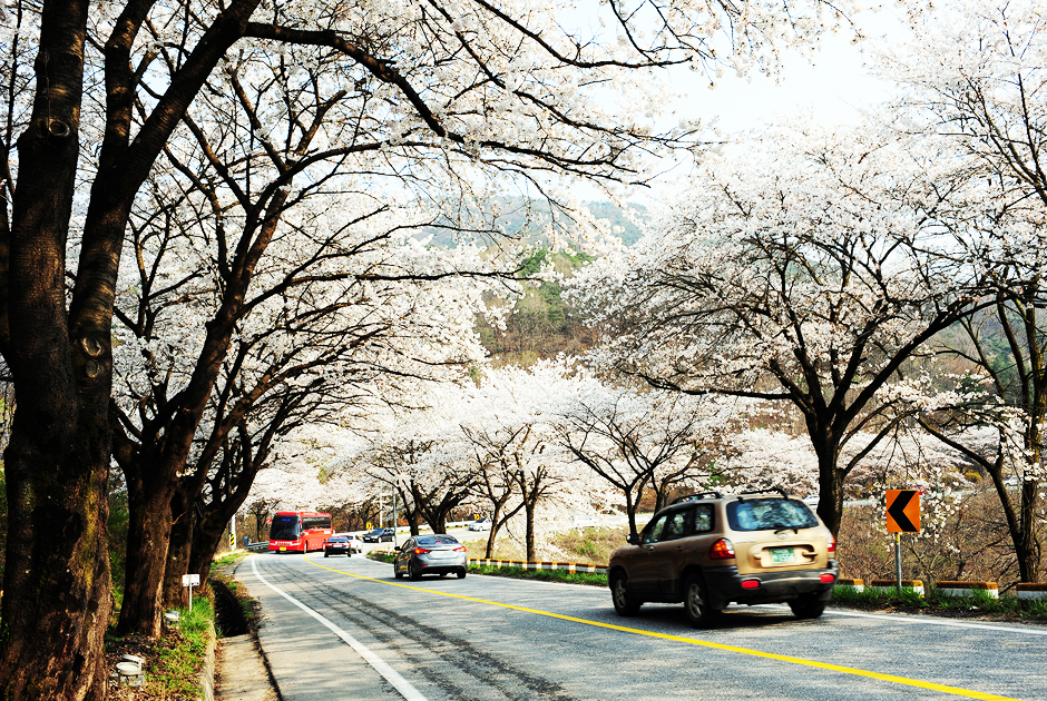 벚꽃길2