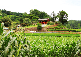 제7코스 약초길