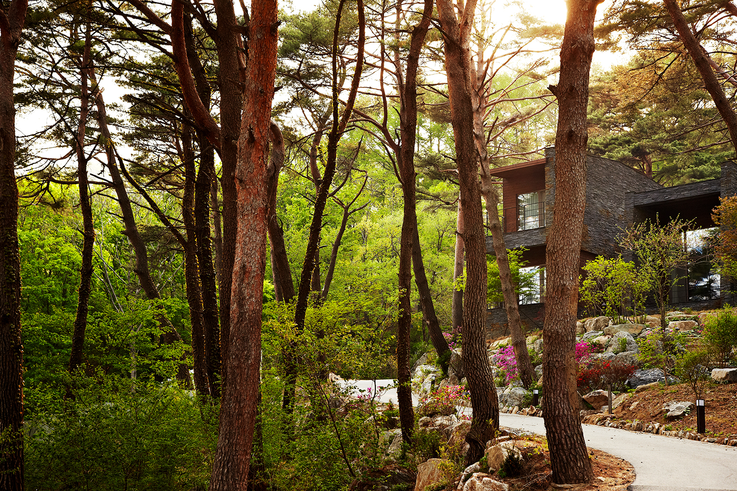 포레스트 리솜소나무 사진