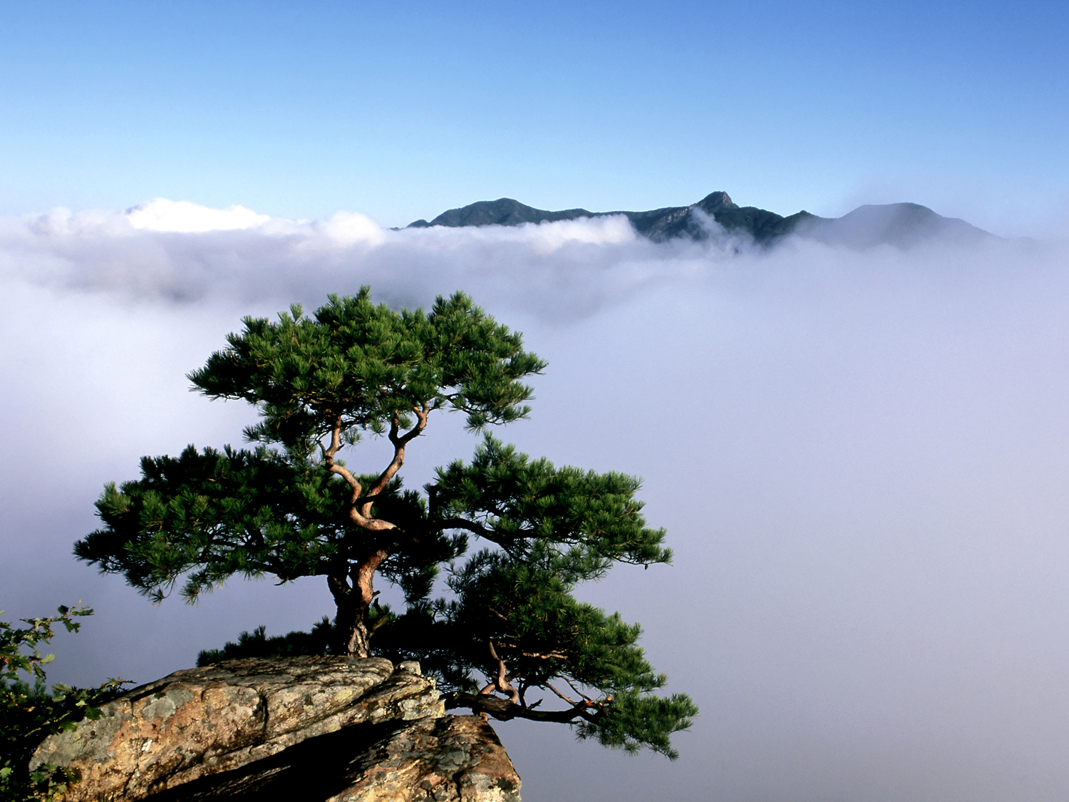 금수산 안개 전경2