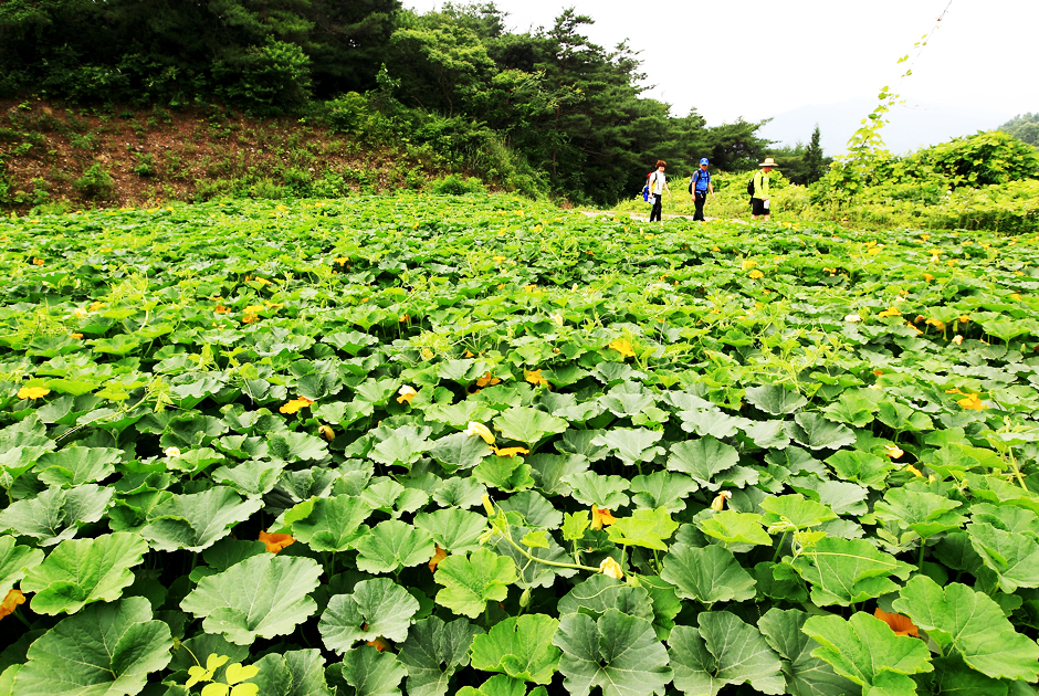 エコ村キル