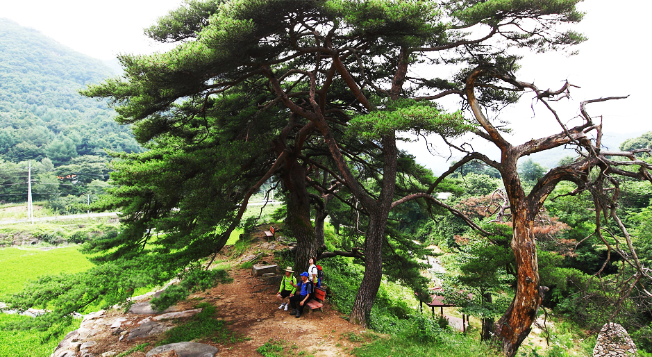 상천산수유마을 쉼터